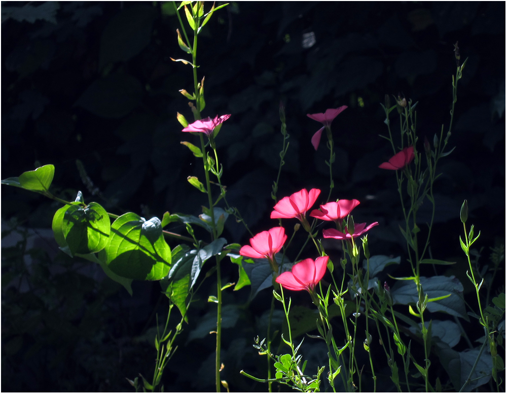 irgendwas aus der 'japanischen blumenwiese'