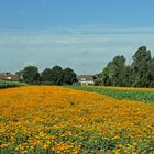 ... irgendwas blüht immer in Holland -