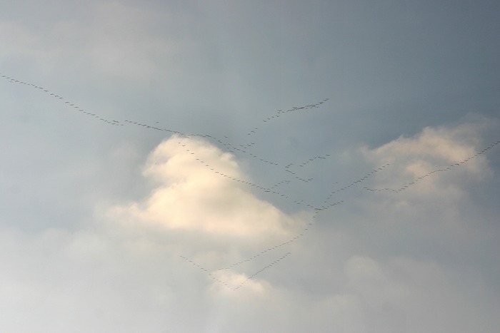 Irgendwas fliegt da gen Süden... ;-)