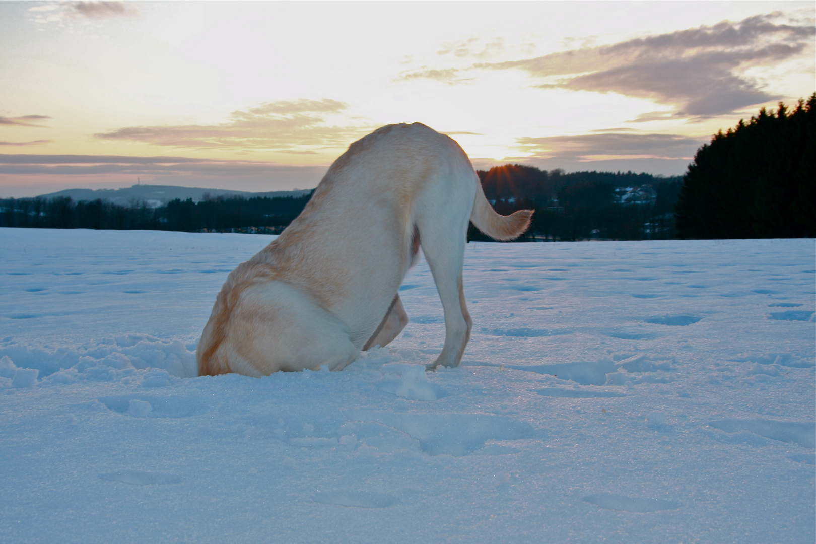 Irgendwas muss sich doch noch unter dem Schnee finden lassen.....