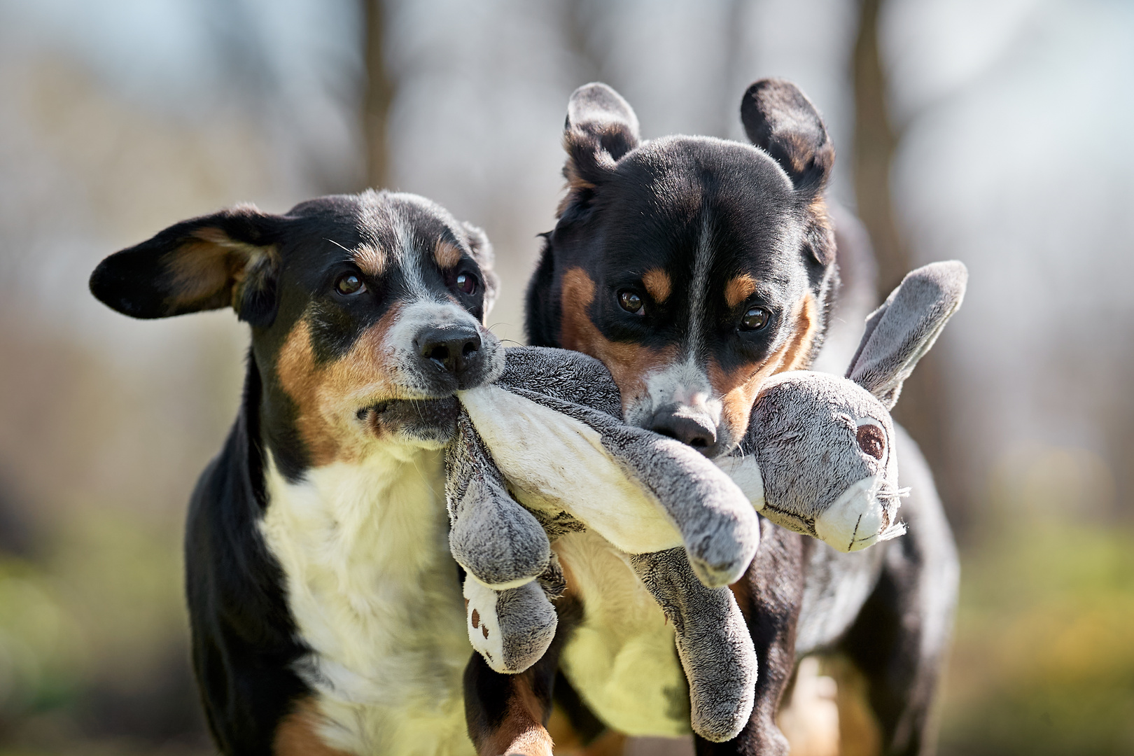 Irgendwas stimmt mit Hasi nicht...