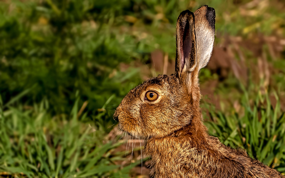 "Irgendwas stimmt mit Hasi nicht"