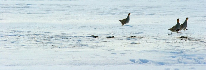 ... irgendwelche schneerenntiere