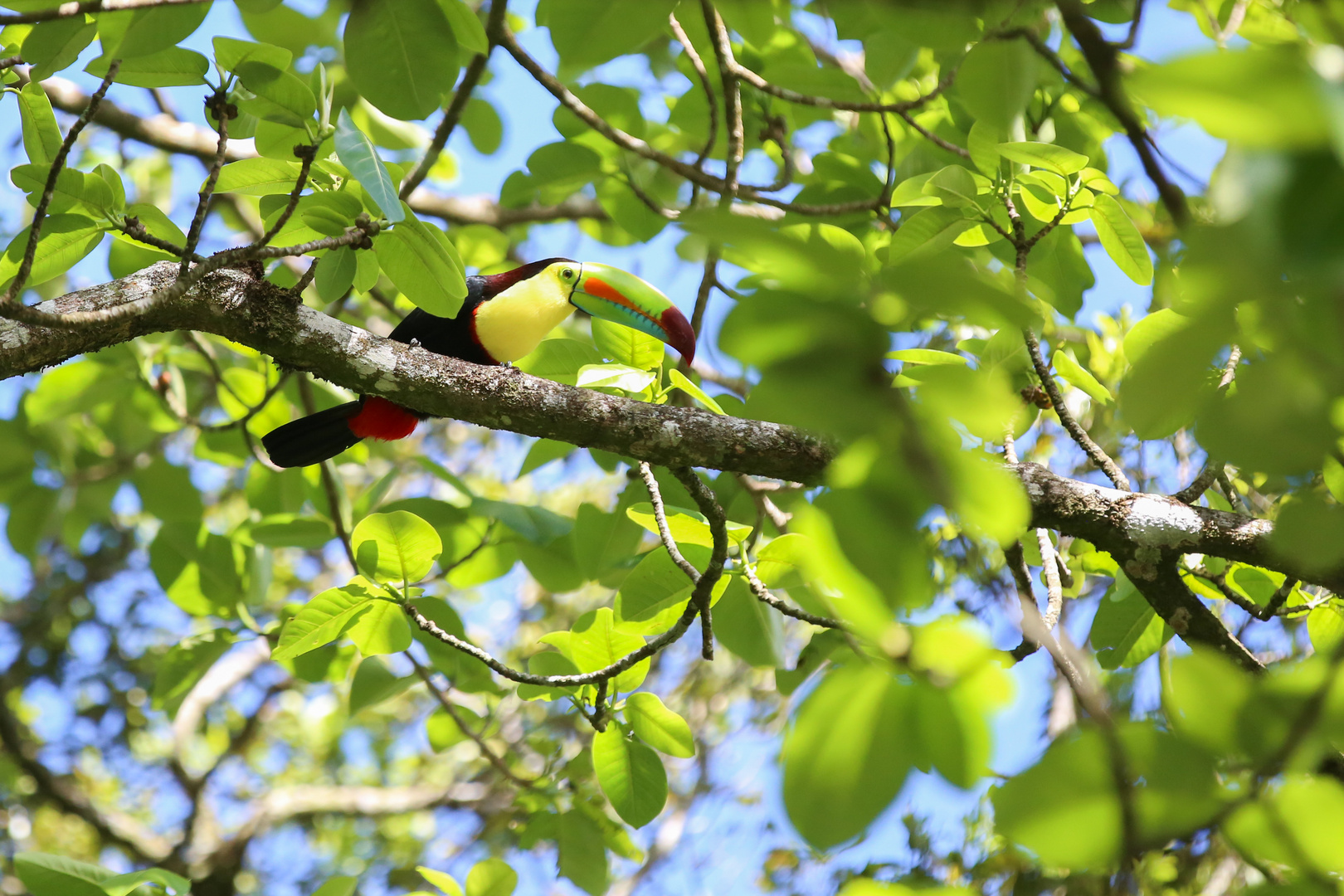 Irgendwie doch der schönste Vogel finde ich