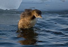 Irgendwie Eisvogel