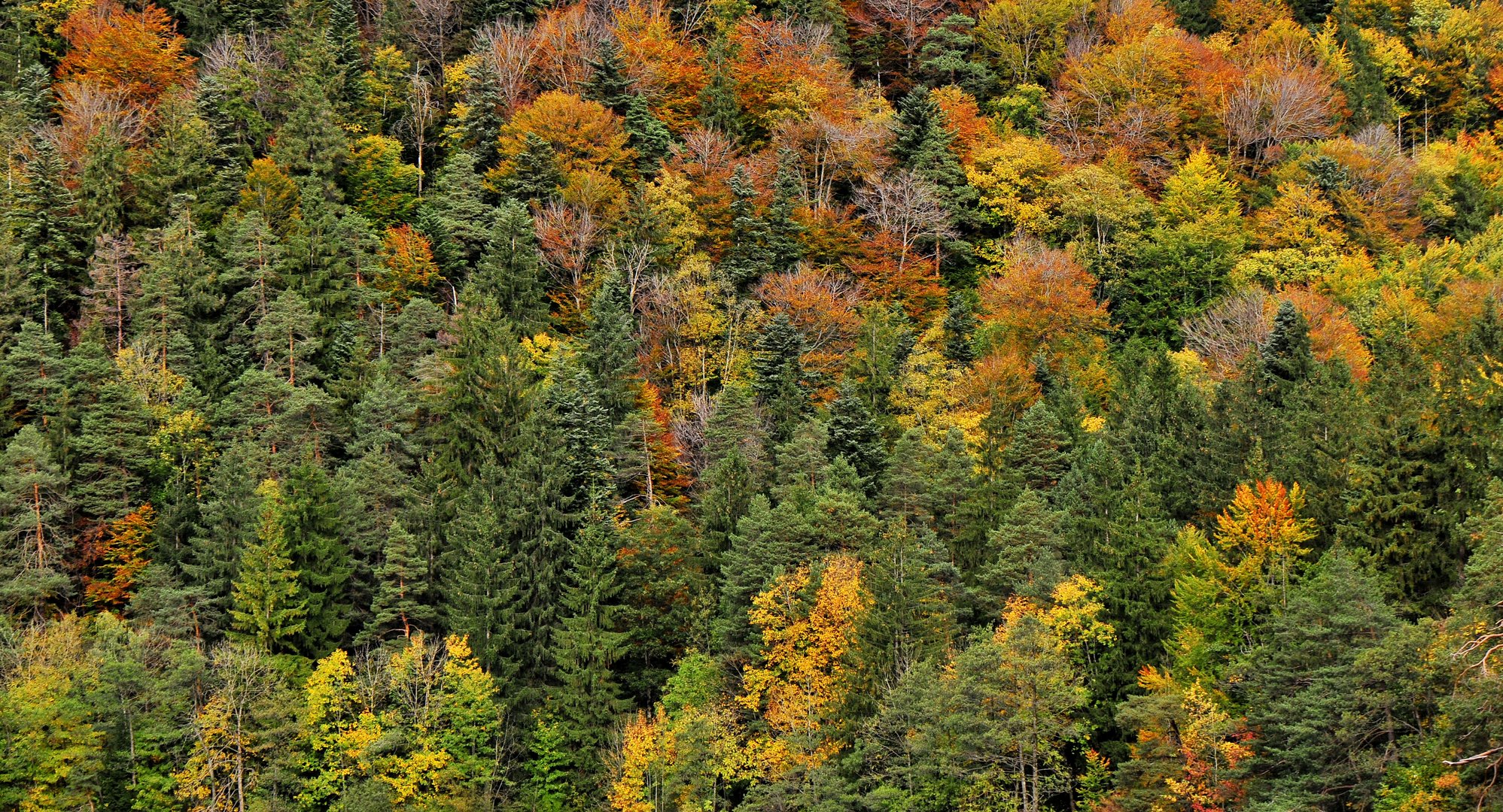 irgendwie herbst