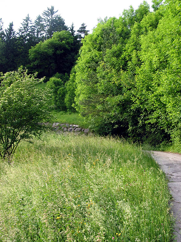 Irgendwie ist da eine Wildnis vor unserer Haustür