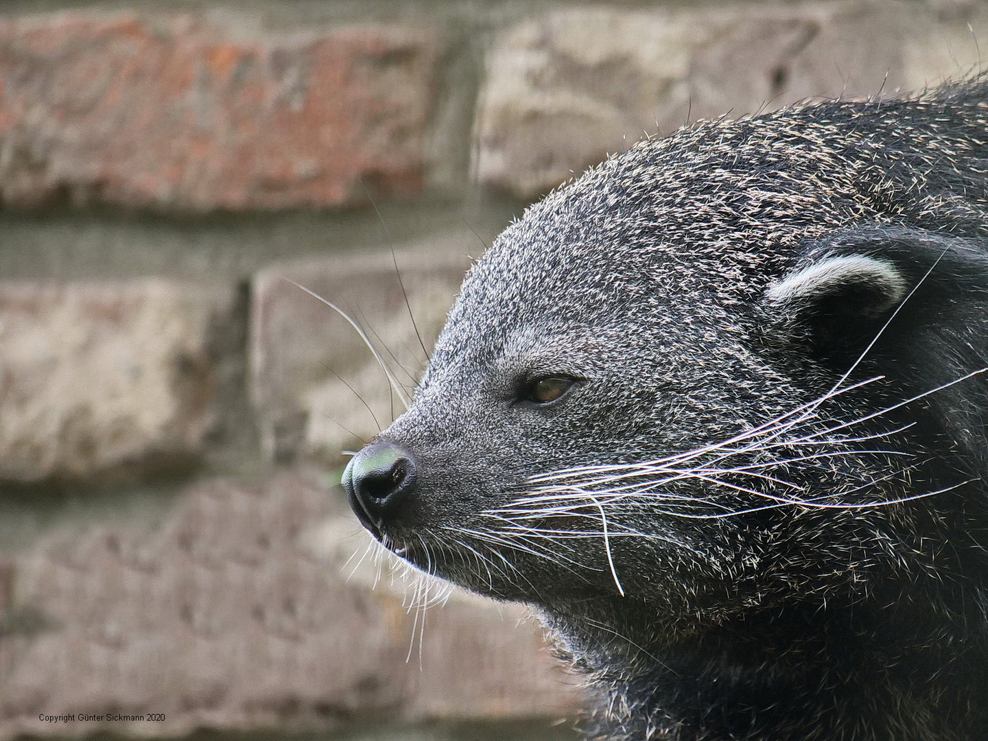 Irgendwie knuffig_P1341768