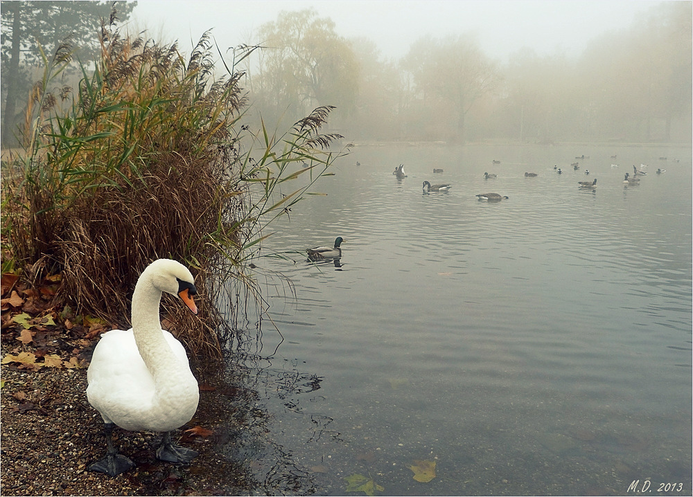 Irgendwie märchenhaft wirkte der Weiher