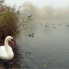 Irgendwie märchenhaft wirkte der Weiher