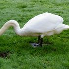 Irgendwie muss er den langen Hals beim futtern biegen, damit er nicht auf dem Boden haengt