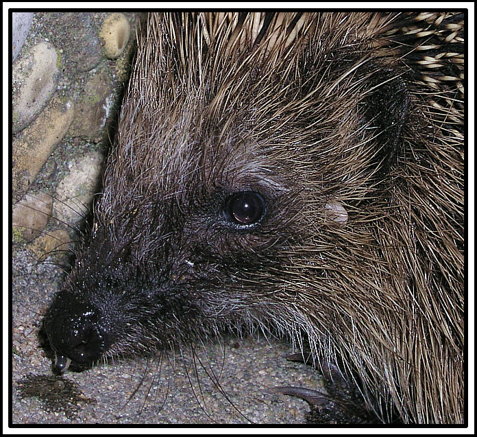 Irgendwie tut mir der kleine Igel Leid...