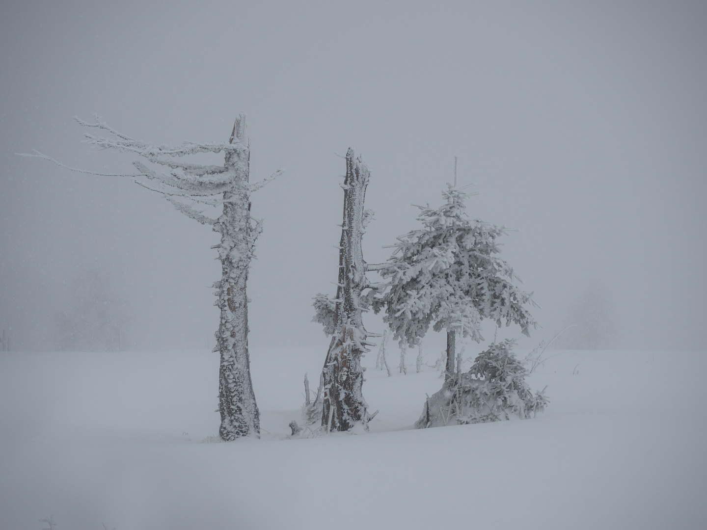 Irgendwie überwintern