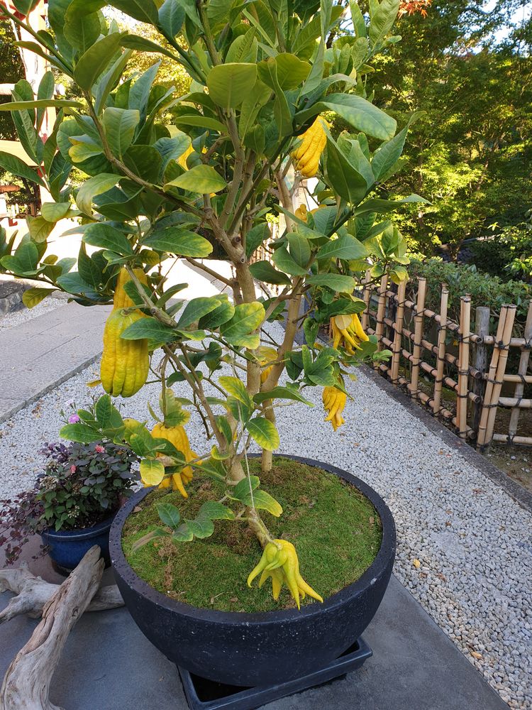 Irgendwie unheimlich: Buddhas Hand