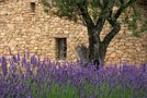 Provence