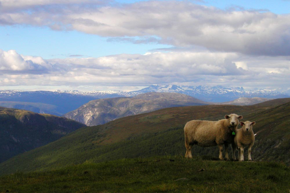 Irgendwo am Jostedalsbreen (06/2004)