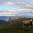 Irgendwo am Jostedalsbreen (06/2004)