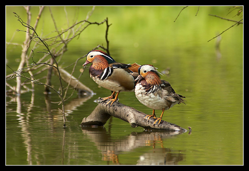 Irgendwo an einem Teich