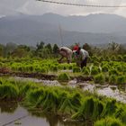 Irgendwo auf Bali