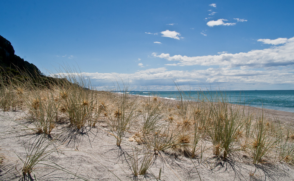 Irgendwo auf der Coromandel Halbinsel