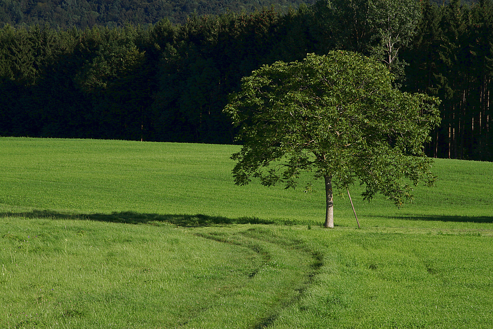 Irgendwo auf der Schwäbischen Alb.