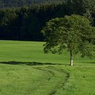 Irgendwo auf der Schwäbischen Alb.