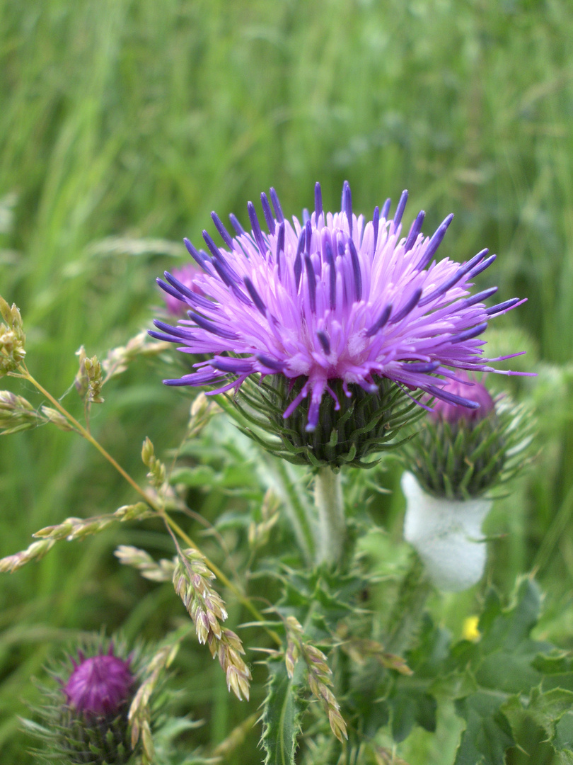 Irgendwo auf einer Wiese