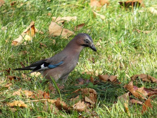 Irgendwo hier muss sie doch liegen