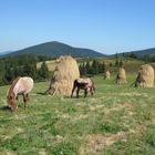 Irgendwo im Apuseni-Gebirge