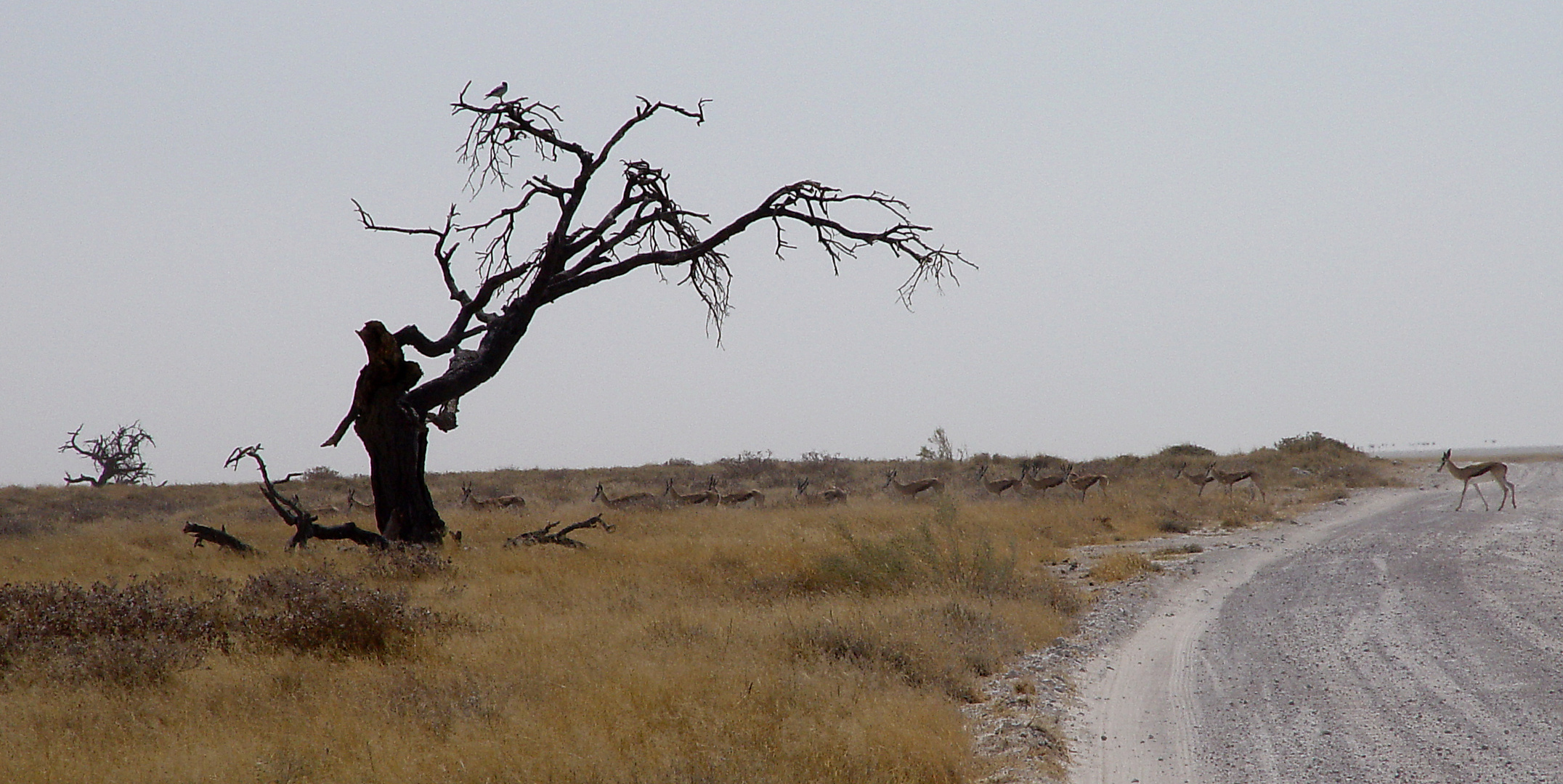 irgendwo im Etosha