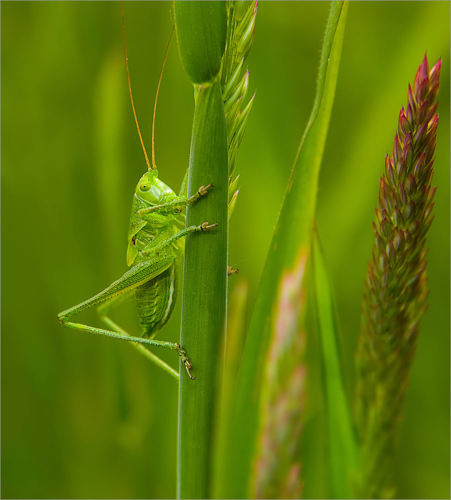 Irgendwo im Gras