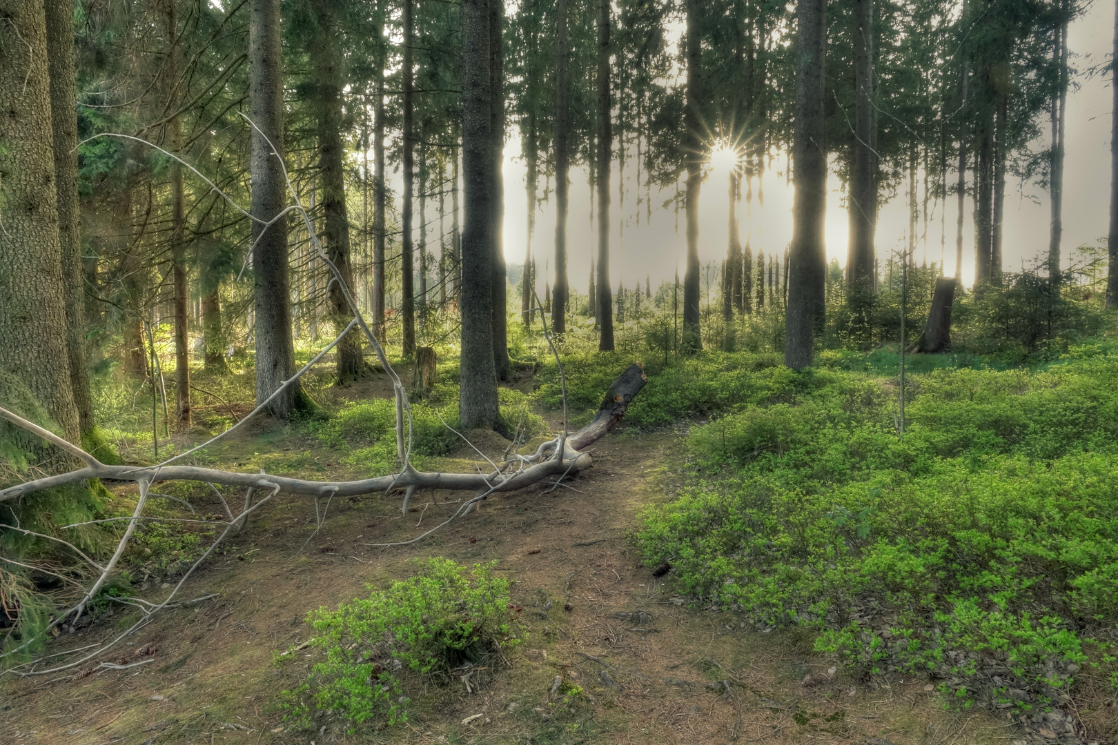 irgendwo im Harz