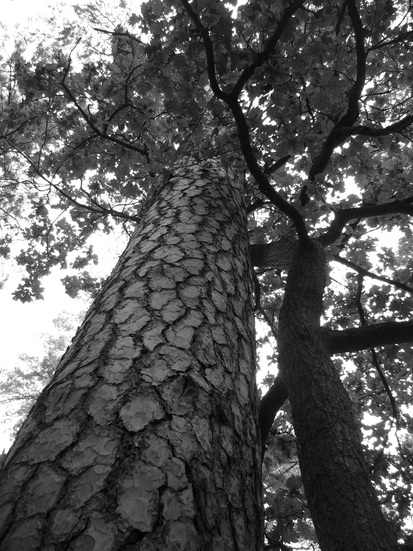 Irgendwo im Müritz Nationalpark