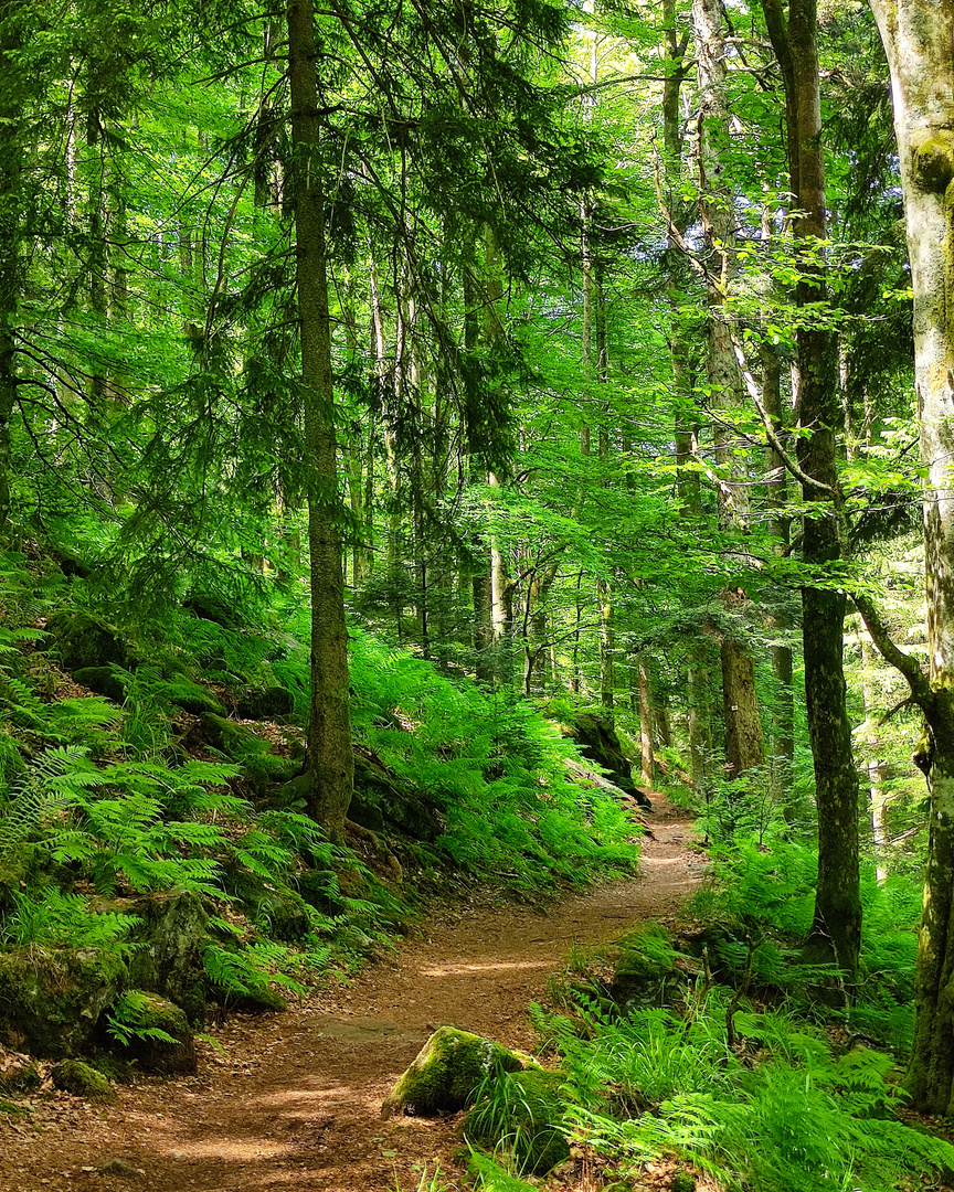 Irgendwo im Schwarzwald