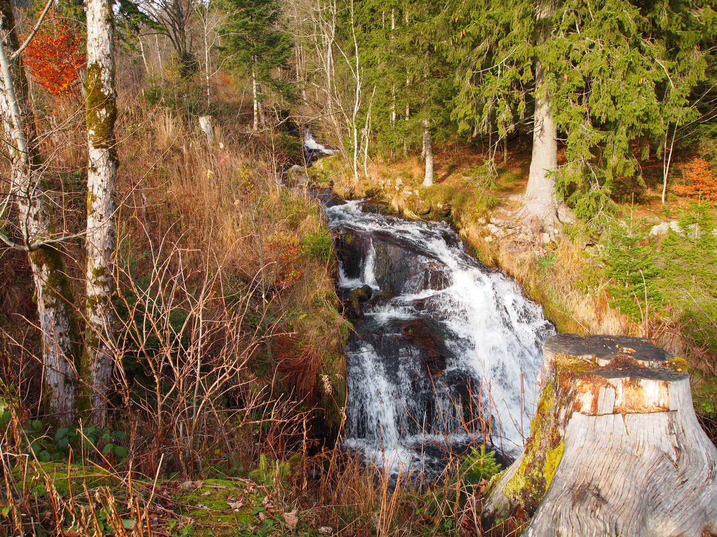 irgendwo im Schwarzwald...