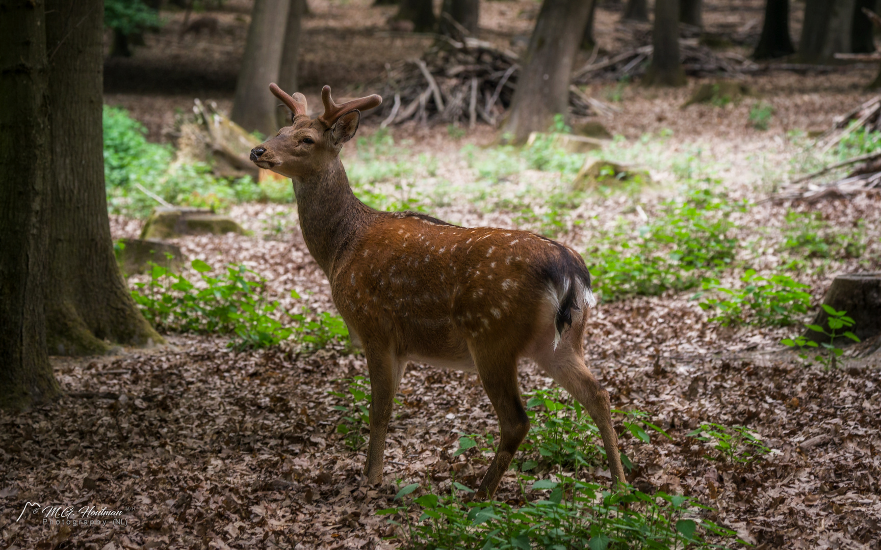 Irgendwo im Wald