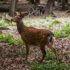 Irgendwo im Wald