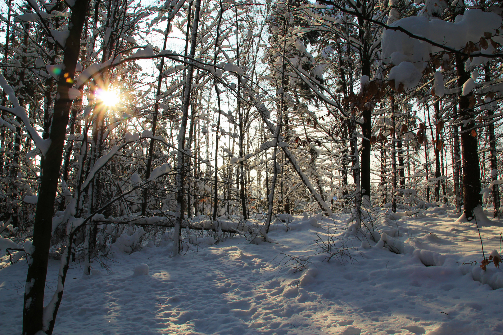 Irgendwo im Wald...