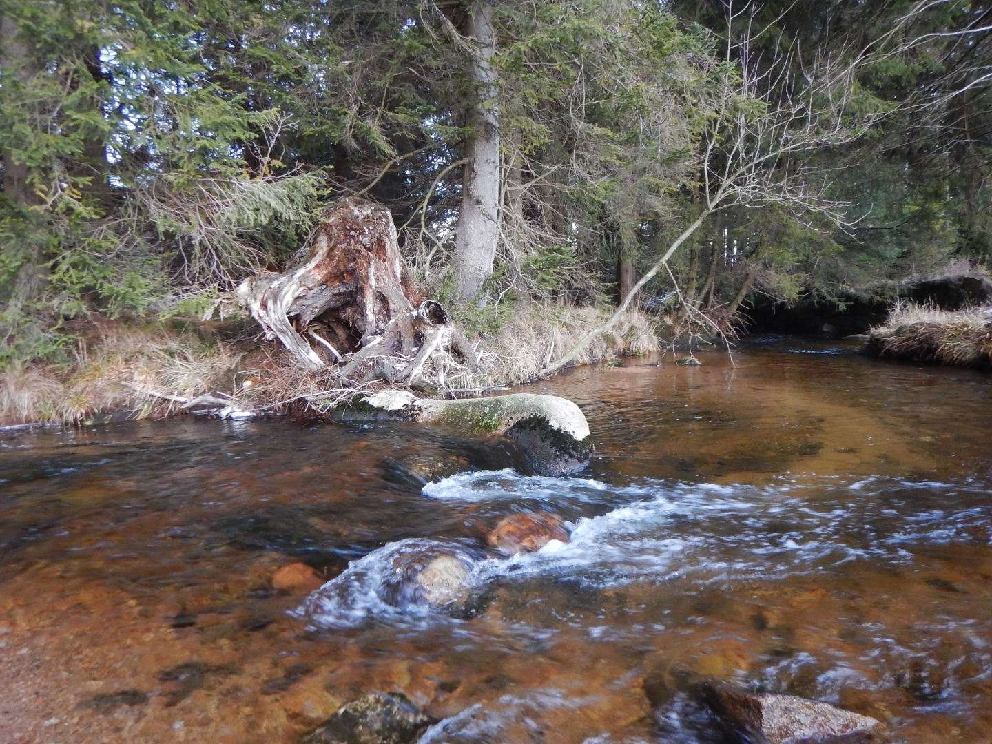 Irgendwo im Wald