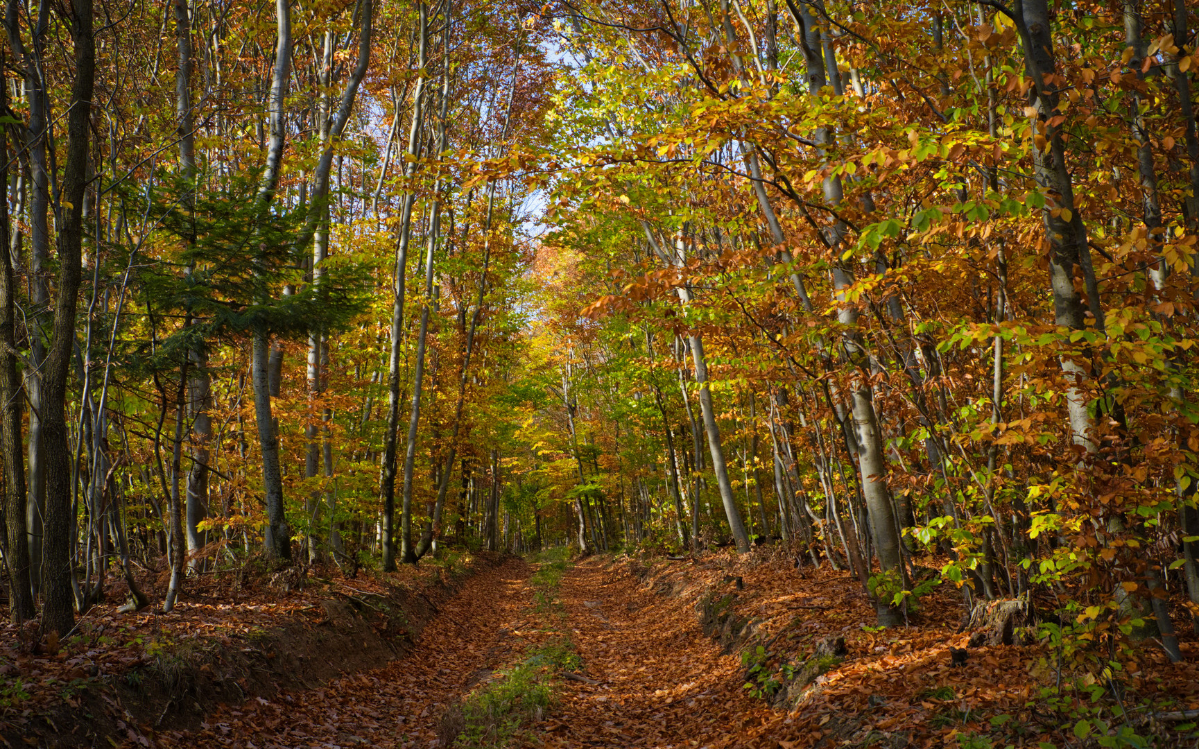 Irgendwo im Wienerwald