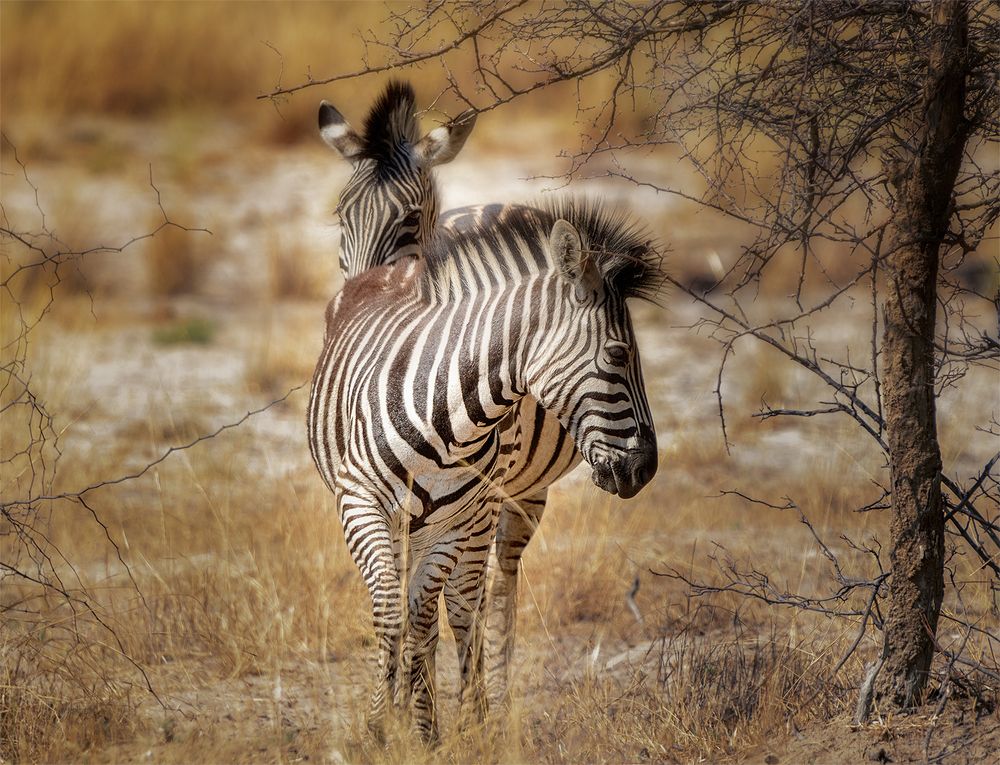 Irgendwo in Afrika