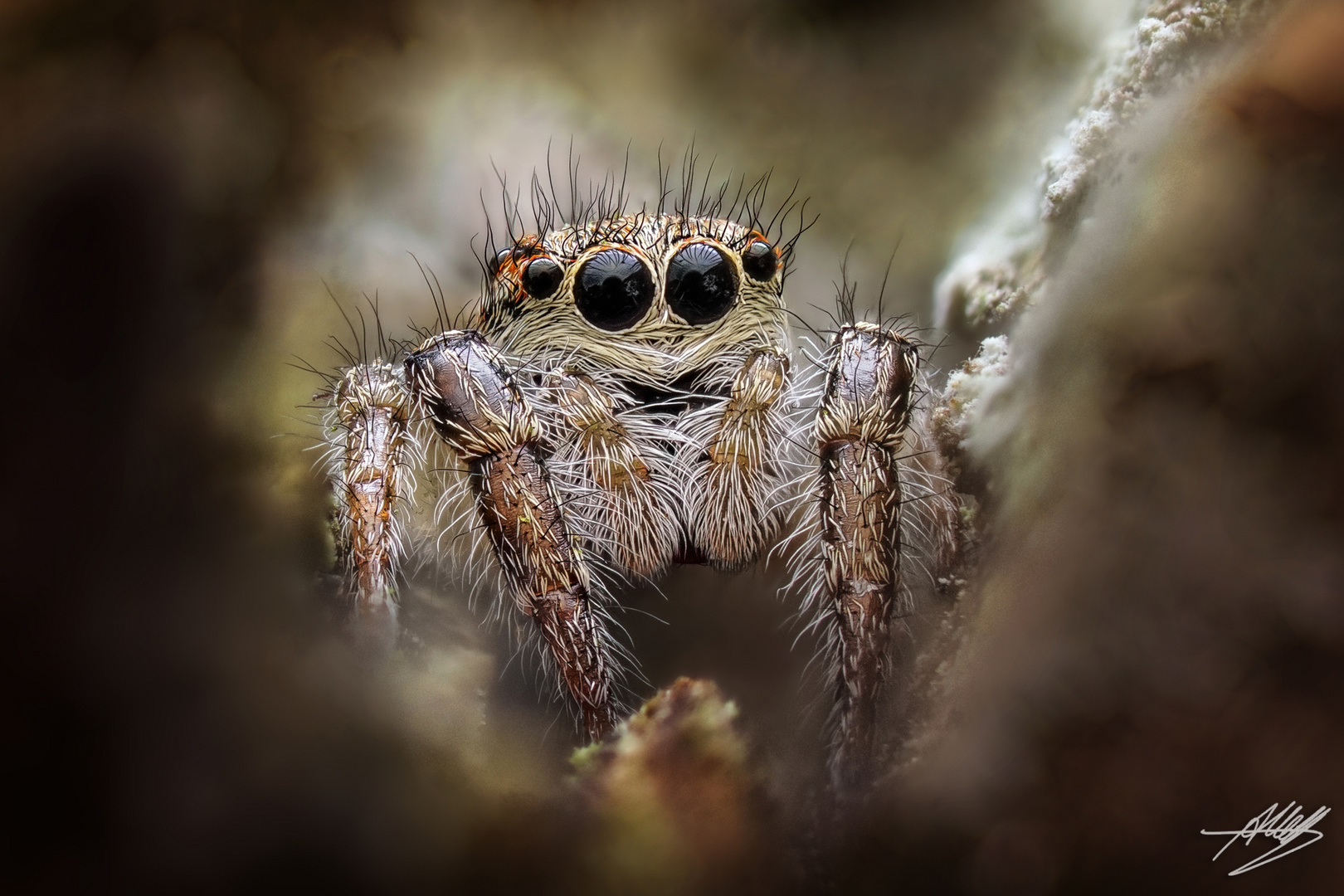 Irgendwo in der Tiefe gibt es ein Licht - Pseudicius encarpatus Weibchen