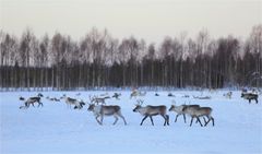 Irgendwo in Nordfinnland