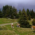 "Irgendwo in Österreich"