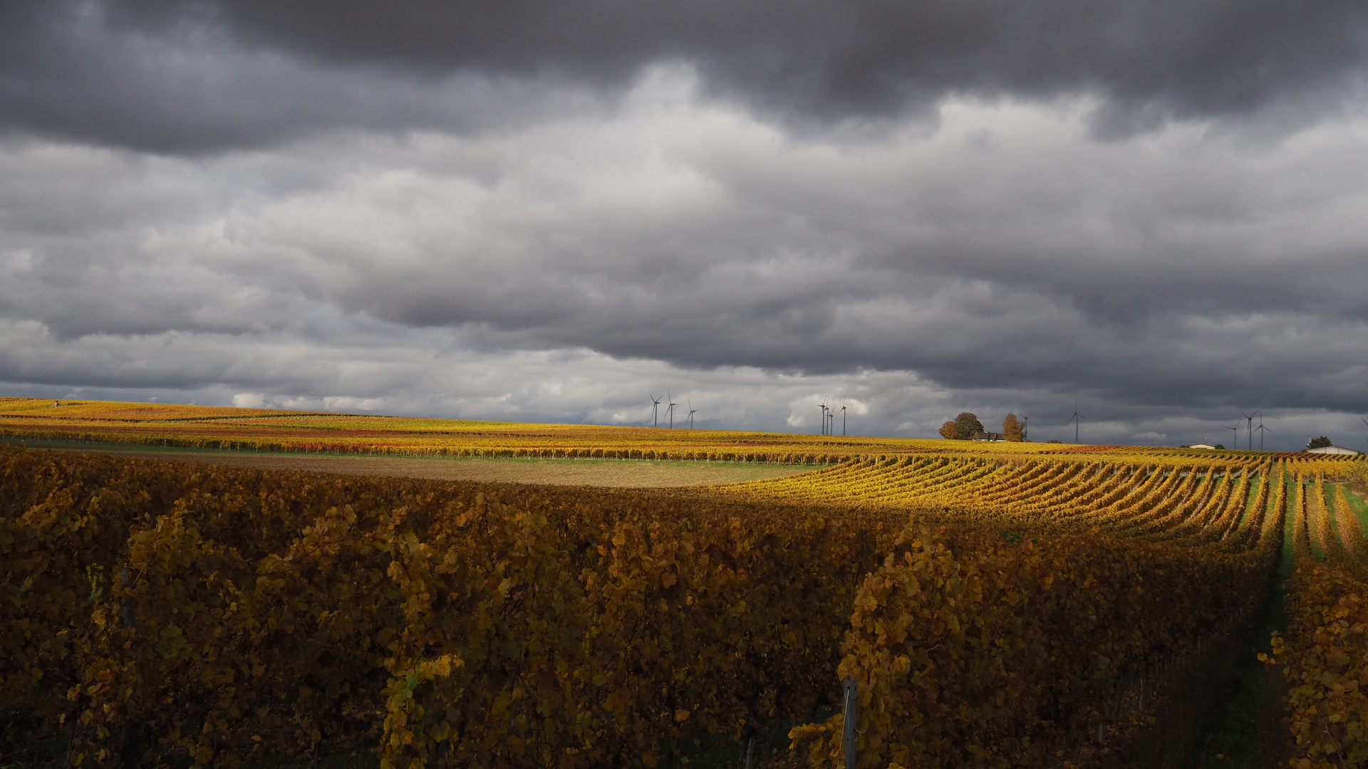 irgendwo in Rheinhessen