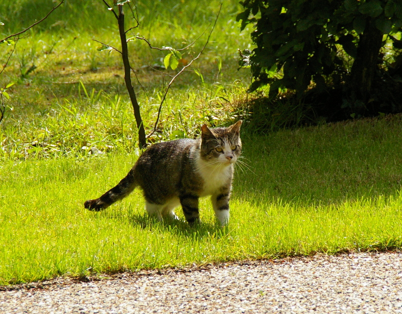 Irgendwo muss doch die Maus sein