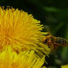 Irgendwo muß ich noch Pollen unterkriegen