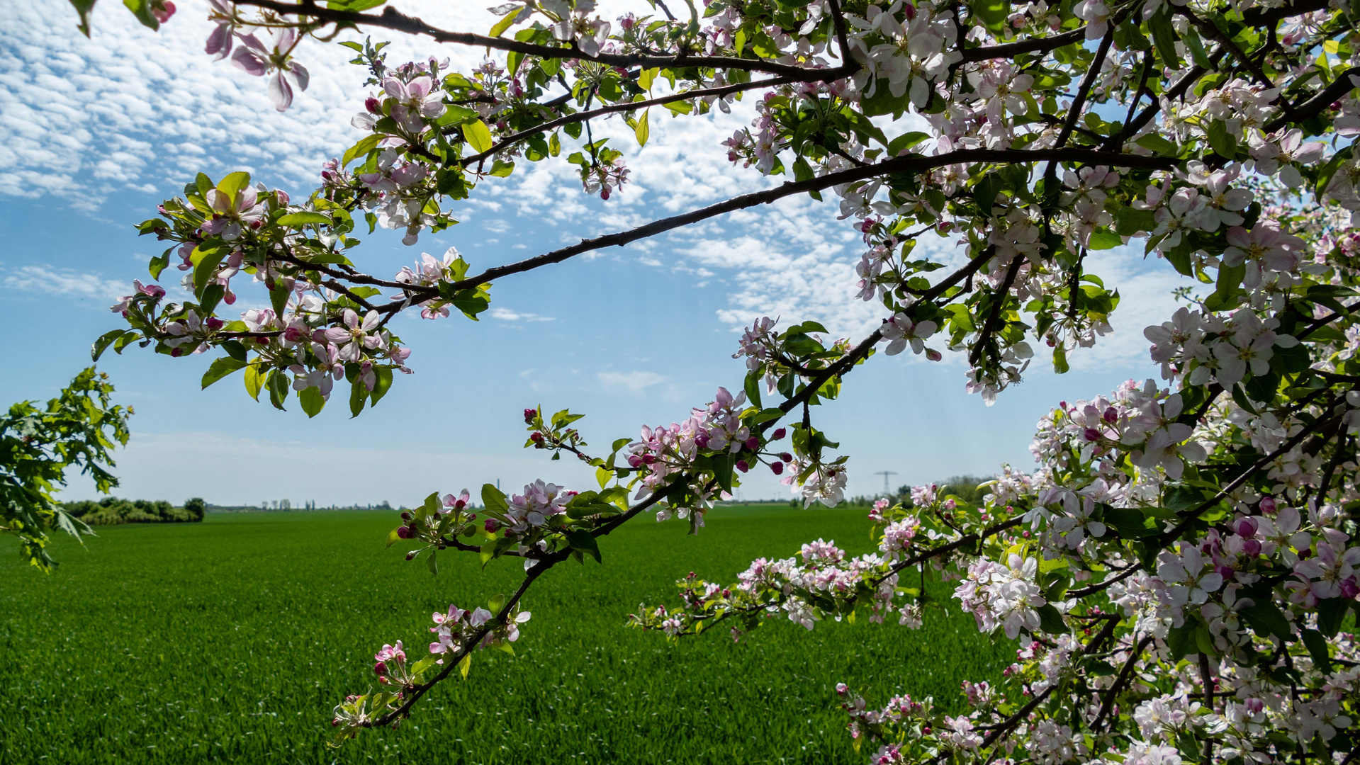 Irgendwo zwischen den Blüten hat sich ein Besucher versteckt