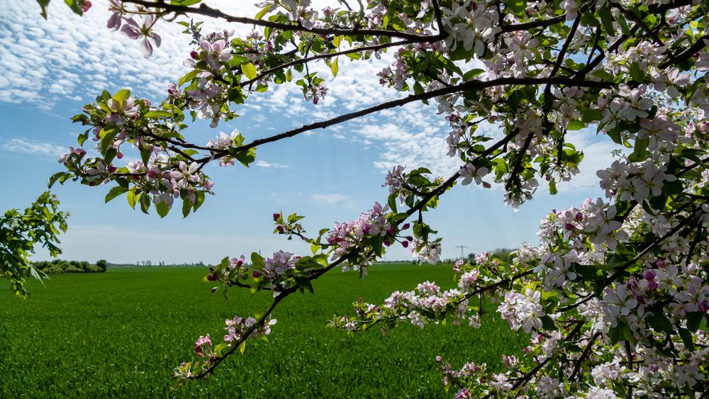 Irgendwo zwischen den Blüten hat sich ein Besucher versteckt