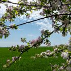 Irgendwo zwischen den Blüten hat sich ein Besucher versteckt